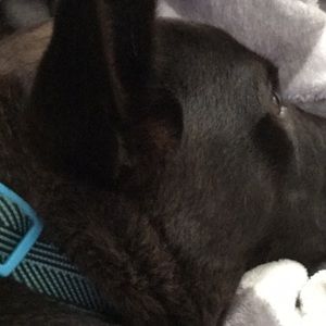 Meet your Posher, Ella